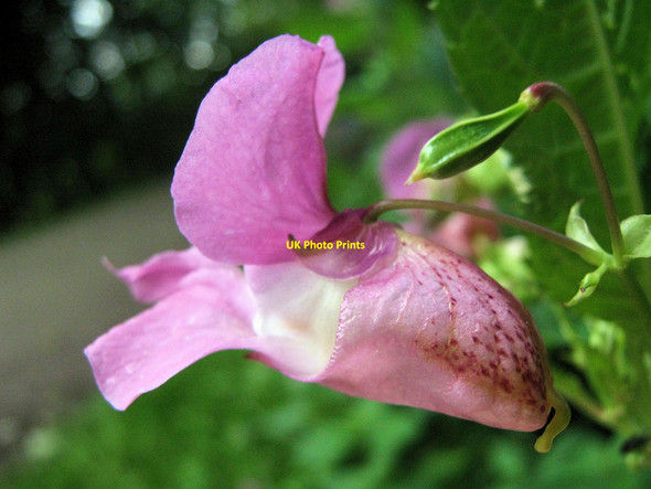Photo 6"x4" Himalayan Balsam flower Biddulph c2010