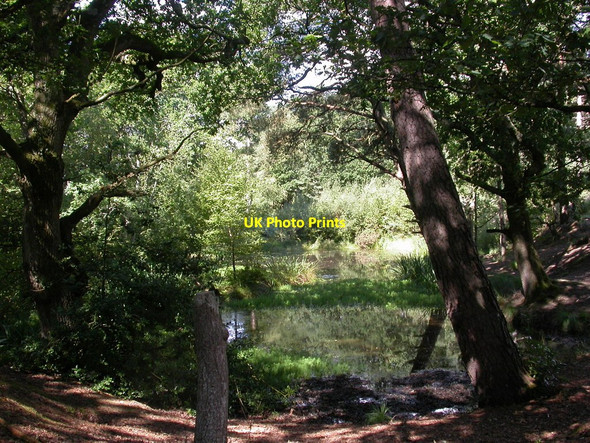 Photo 6"x4" Ferndown, pond Longham\/SZ0698 c2010