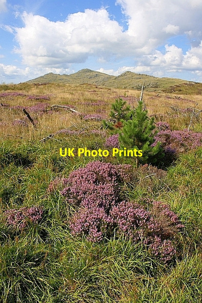 Photo 6"x4" Broughton Moor Plantation Scar Head c2010