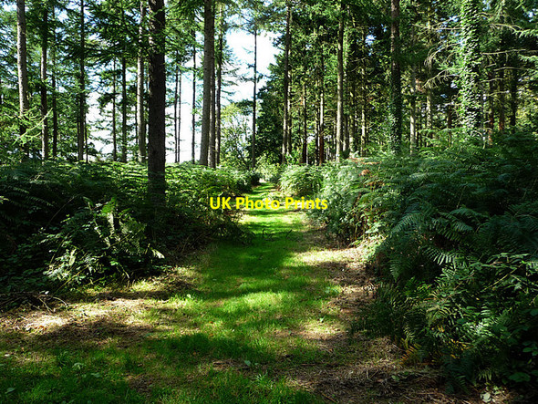 Photo 6"x4" Footpath opposite Lumley Seat Forestside c2010
