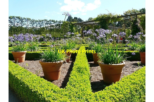 Photo 6"x4" The Alnwick Garden - display of Agapanthus Alnwick c2010