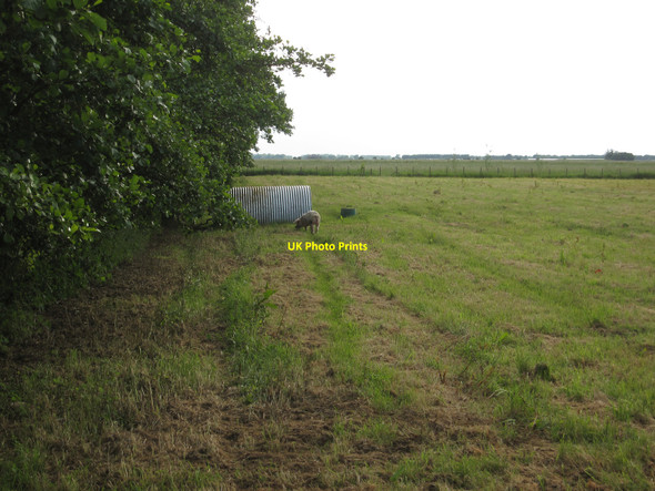Photo 6"x4" Pig in a field Upwell c2010