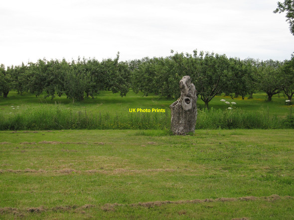 Photo 6"x4" Orchard near Upwell Upwell c2010
