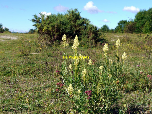 Photo 6"x4" Wild Mignonette (Reseda lutea), the Spetchells Prudhoe c2010