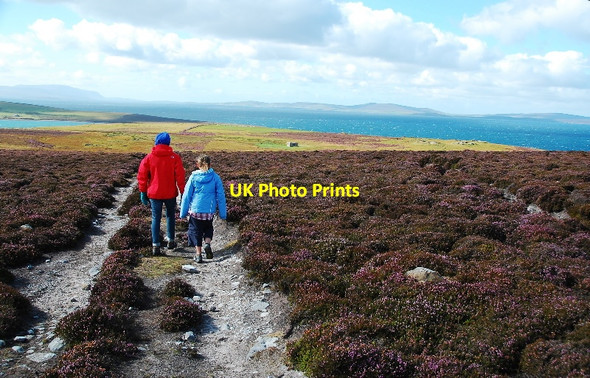 Photo 6"x4" Heather Moorland, Burray Hillside\/ND4696 c2010
