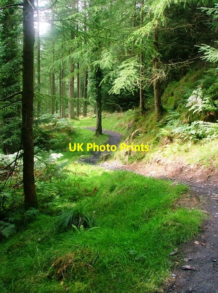 Photo 6"x4" Cycle Trail, Kirroughtree Forest Stronord c2010