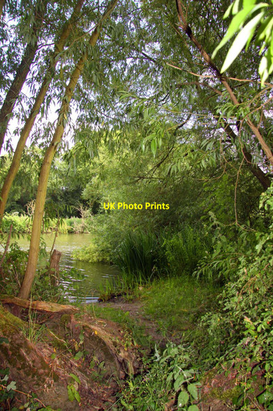 Photo 6"x4" Through the trees to the Thames Lower Radley c2010