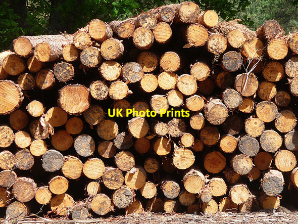 Photo 6"x4" Logs, Ambersham Common South Ambersham c2010