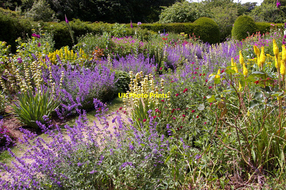Photo 6"x4" Mottistone Manor Garden, Isle of Wight Mottistone c2009