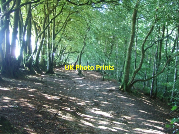 Photo 6"x4" Beech wood on Wellington Hill Wrangway c2010