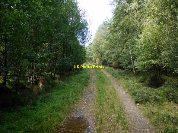 Photo 6"x4" Forest track, Beanley Plantation Beanley c2010