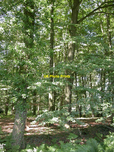 Photo 6"x4" Sandford, woodland Sandford\/SU1601 c2010
