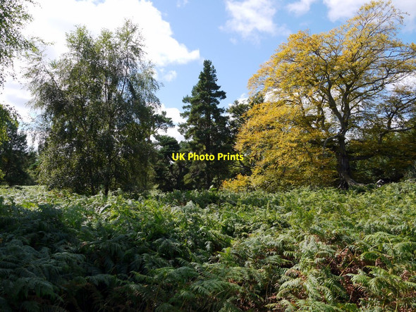 Photo 6"x4" Enclosure, Beanley Moor Eglingham c2010