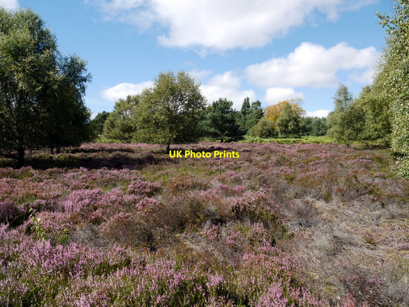 Photo 6"x4" Enclosure, Beanley Moor Eglingham c2010 P1