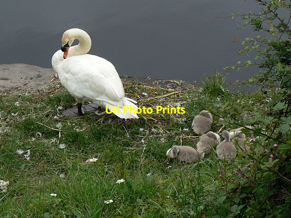 Photo 6"x4" Swans & cygnets (1) Wakefield\/SE3320 c2010