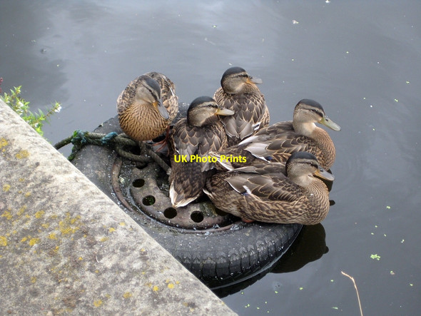 Photo 6"x4" Mallards - We're all \u00e2\u0080\u0098tyred\u00e2\u0080\u0099 out Wakefield\/SE3320 c2010