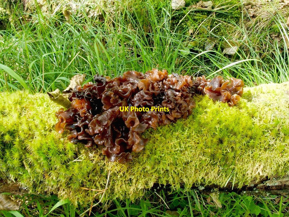 Photo 6"x4" Leafy Brain Fungus Craighat c2010