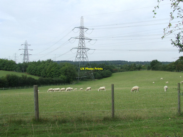Photo 6"x4" Sheep and Pylons Rose Green\/TL9337 c2010