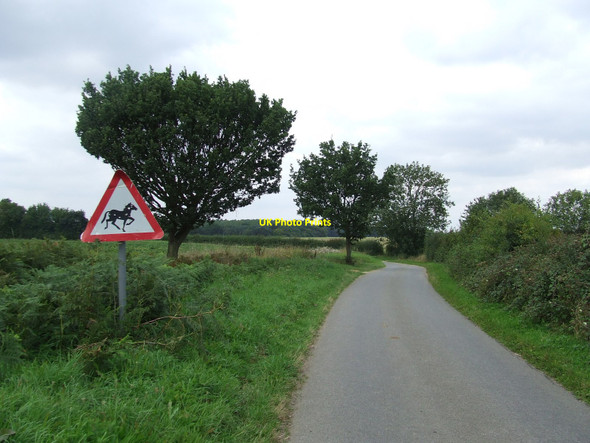 Photo 6"x4" Warning Horses Dorking Tye c2010