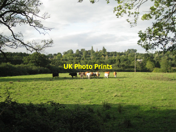 Photo 6"x4" Mixed cattle near Hole House Farm Lapworth c2010