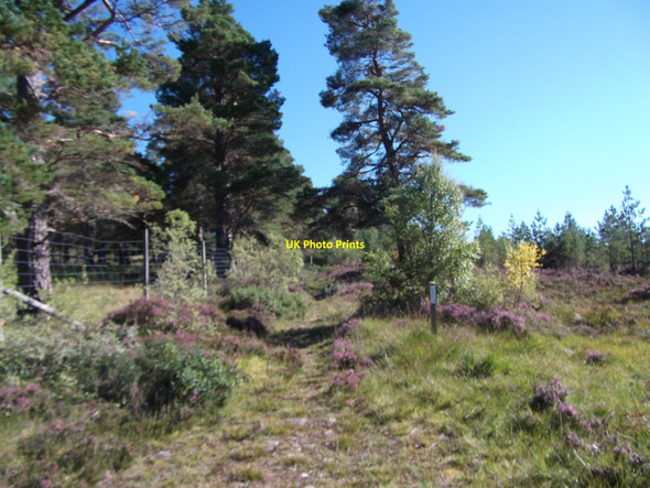 Photo 6"x4" Ardochy forest path junction Crask of Aigas c2010