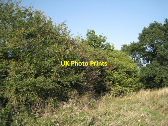 Photo 6"x4" Hedgerow parallel to Tapster Brook Lapworth c2010