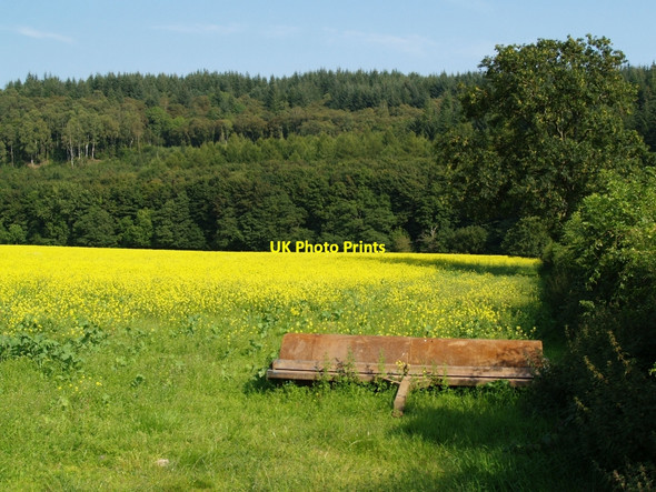 Photo 6"x4" Field of Oil Seed Rape in flower Palnackie c2010
