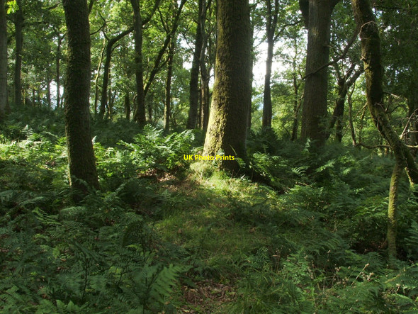 Photo 6"x4" Earthworks in Knockinhaglish Wood Craighat c2010