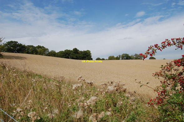 Photo 6"x4" Crop field near Hookers Wood Cock Marling c2010