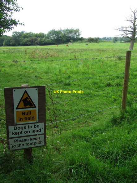 Photo 6"x4" Bull In Field Sign Drinkstone\/TL9561 c2010