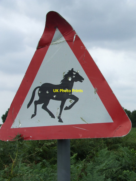 Photo 6"x4" They Shoot Horse Don't They Dorking Tye c2010