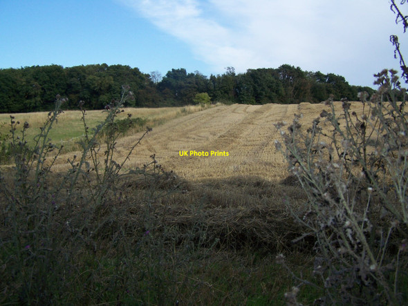 Photo 6"x4" Wheat Fields Near Hazel Street Deans Bottom c2010