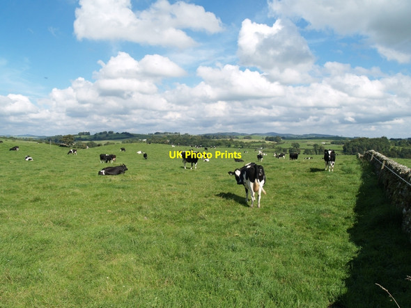 Photo 6"x4" Herd of Dairy Cattle near Dryburgh Old Bridge of Urr c2010