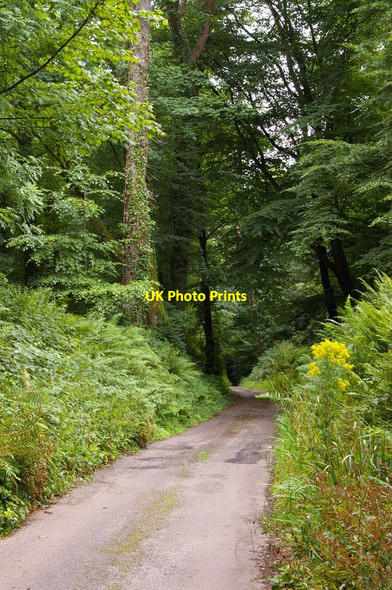 Photo 6"x4" Lane dropping down into Knightshayes park from Firebeacon Chevithorne c2010