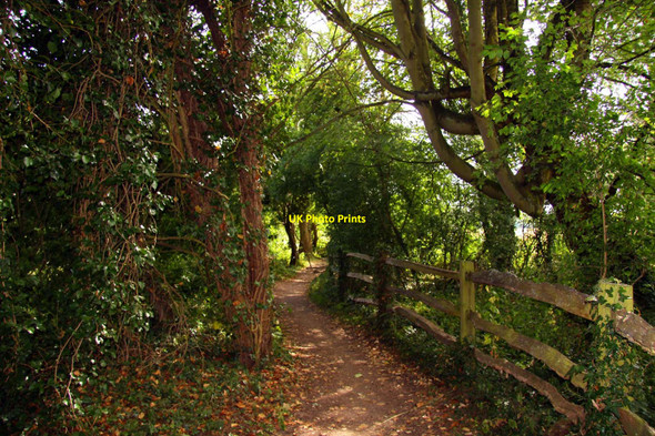 Photo 6"x4" The Thames Path through the trees Lower Radley c2010
