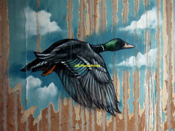 Photo 6"x4" Croft Mallard Borgie\/NC6759 c2010