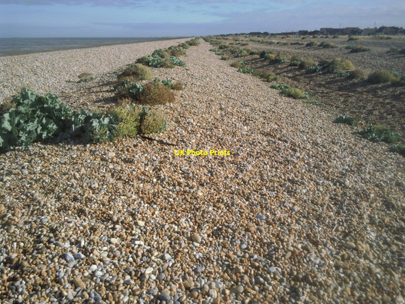 Photo 6"x4" Sea kale on the beach near Lade Greatstone-on-Sea c2010