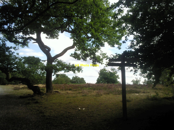 Photo 6"x4" Heathland on top of Croham Hurst Croydon\/TQ3365 c2010