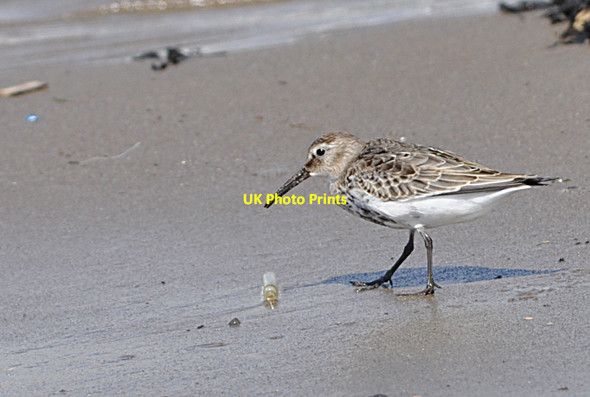 Photo 6"x4" Dunlin (5) - Breaksea Point, Aberthaw West Aberthaw c2010
