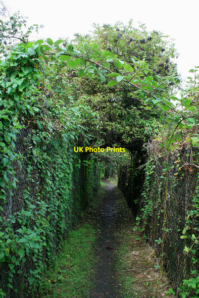 Photo 6"x4" Path with overgrowing brambles and elder Beeston\/SK5236 c2010
