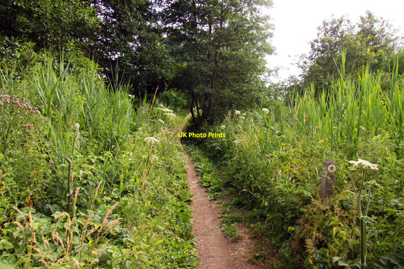 Photo 6"x4" The Thames Path Radley\/SU5298 c2010