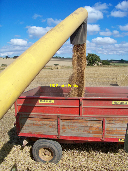 Photo 6"x4" Discharging Wheat Lambden c2010