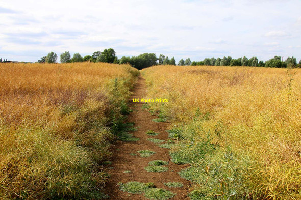 Photo 6"x4" Footpath through the rape field Lower Radley c2010