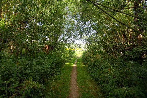 Photo 6"x4" Footpath through the trees Lower Radley c2010