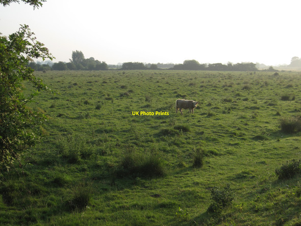 Photo 6"x4" Soham Wet Horse Fen Down Field c2010