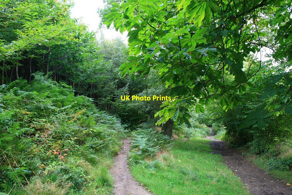 Photo 6"x4" A mix of Chestnuts Cluddley c2010