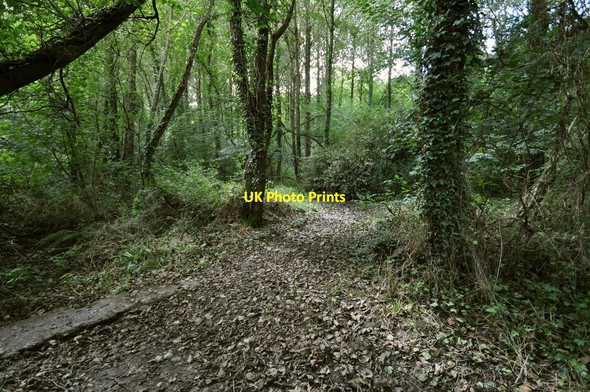 Photo 6"x4" A fork in the footpath in Blackwell Woods Knowle\/SS4938 c2010