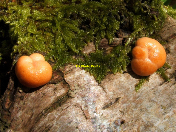 Photo 6"x4" A slime mould - Lycogala terrestre Alexandria c2009