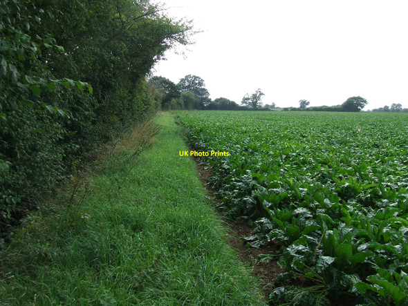 Photo 6"x4" Sugar Beet Dandy Corner c2010