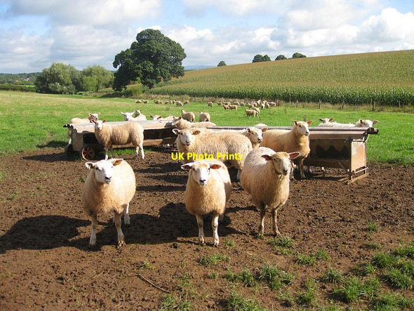 Photo 6"x4" Fine flock Beavan's Hill c2010